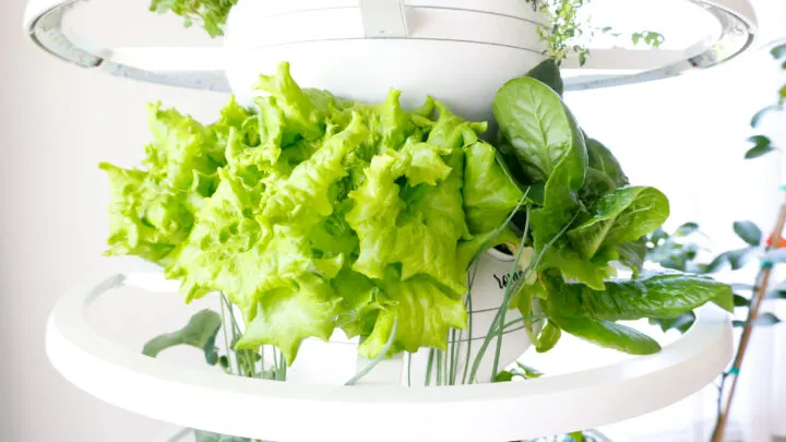 Indoor Vertical Garden 2 Week Check In &ndash; Lettuce Grow Farmstand