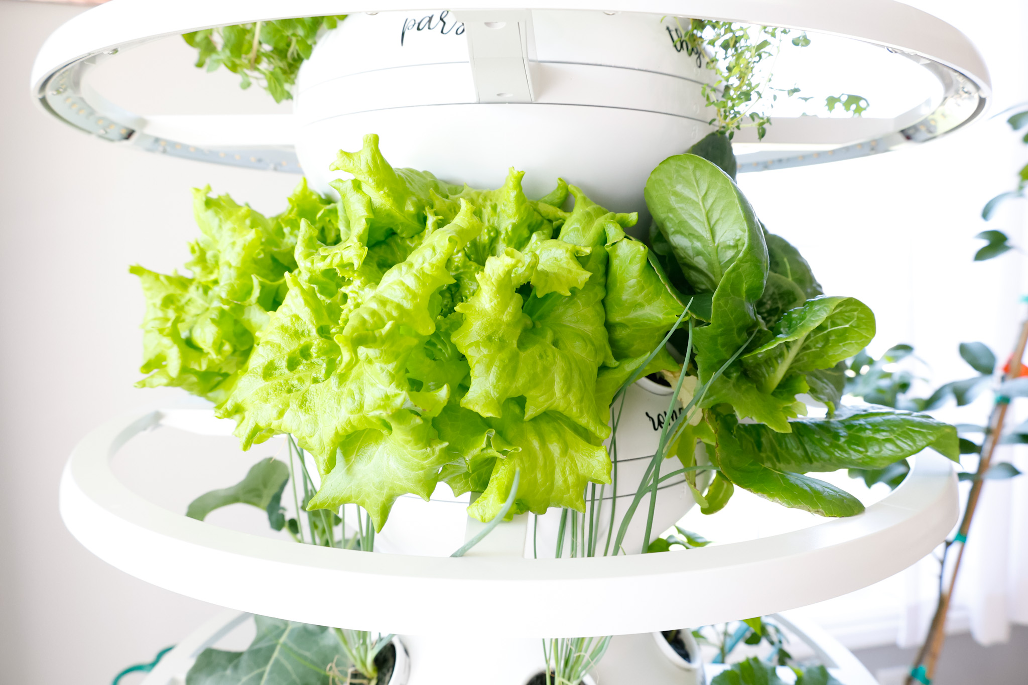 Indoor Vertical Garden 2 Week Check In – Lettuce Grow Farmstand