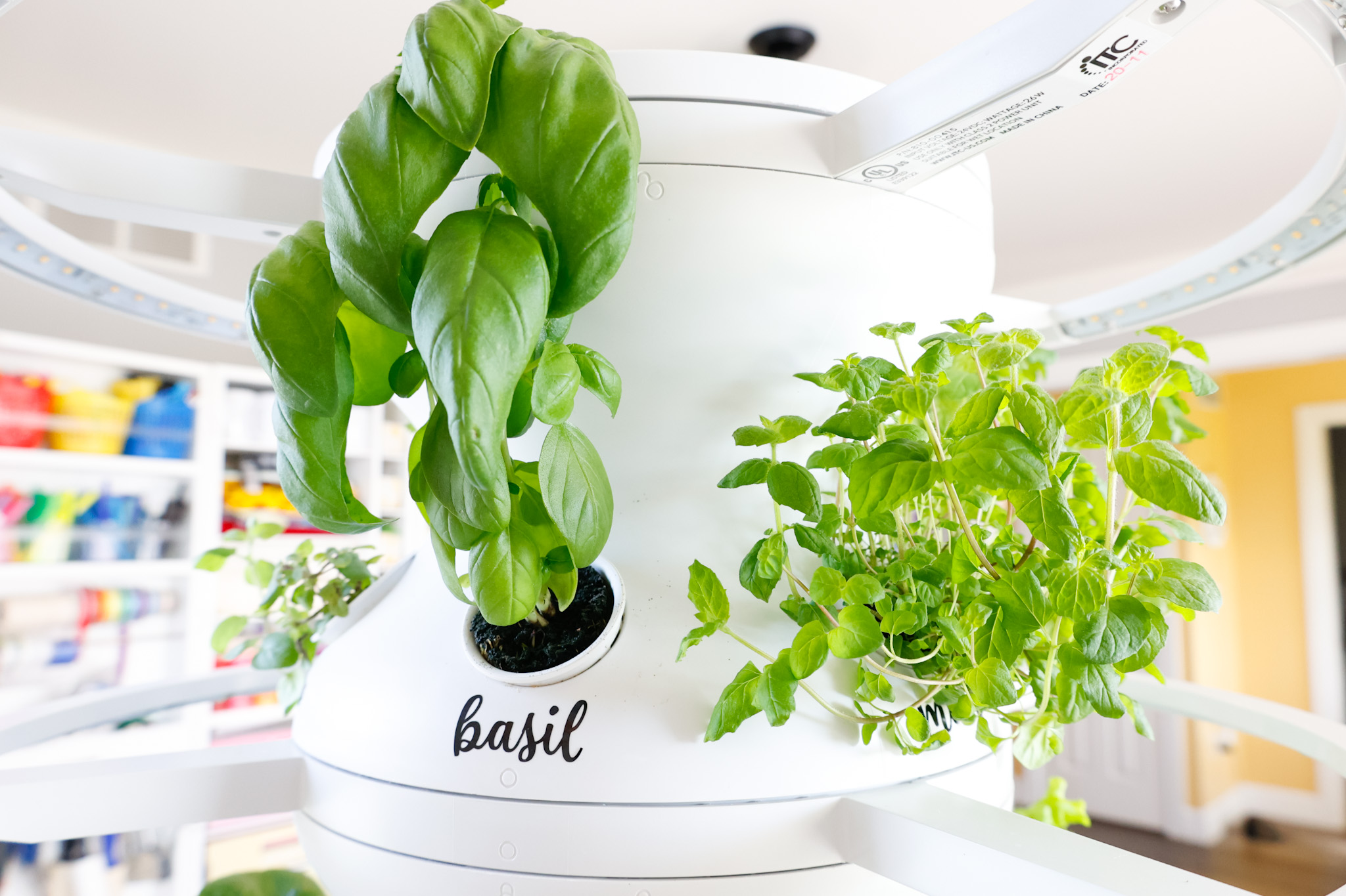The Only Lettuce Grow Farmstand Review You Need To Read