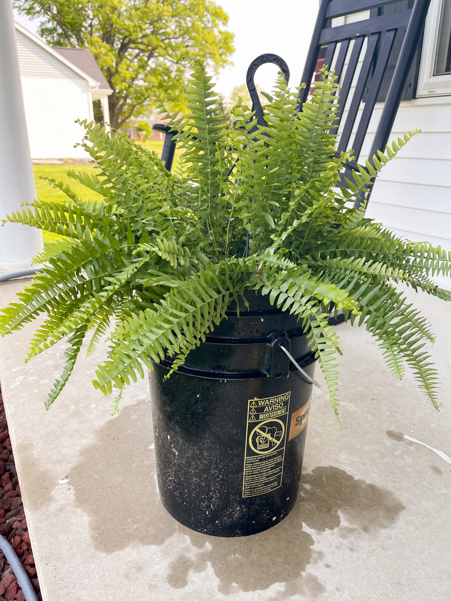 How To Care For Boston Ferns
